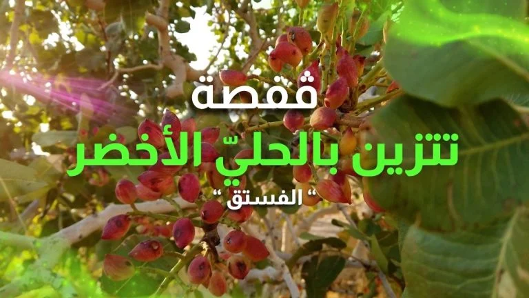 قفصة تتزين بالحليّ الأخضر “الفستق”