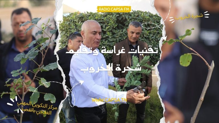 يوم تكويني مكثّف حول تقنيات غراسة وتقليم شجرة الخروب بالقصر