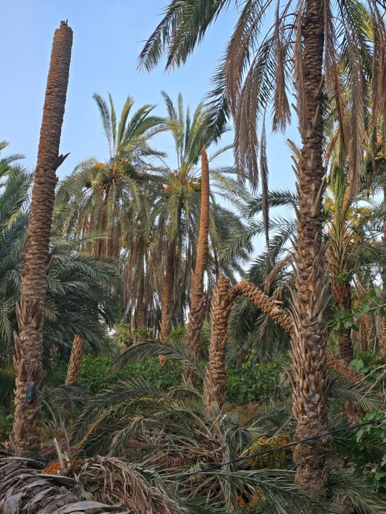 العواصف الرملية في الجنوب التونسي… ظاهرة تتفاقم مع تغيّر المناخ