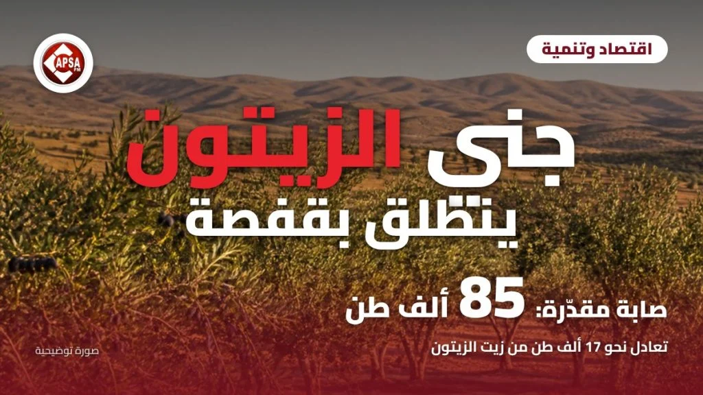 أشجار زيتون في حقل بجنوب تونس عند شروق الشمس مع شباك الجني منشورة تحتها، وعنوان «جني الزيتون ينطلق بقفصة» وتقدير 85 ألف طن وشعار راديو كابصا اف ام (صورة توضيحية)