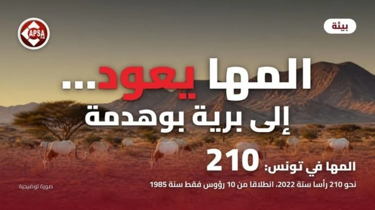 قطيع من المها أبو حراب يرعى في سهب جاف تتناثر فيه أشجار الطلح عند الغروب أمام سلسلة جبلية، مع عنوان «المها يعود… إلى برية بوهدمة» وشعار راديو كابصا اف ام (صورة توضيحية)